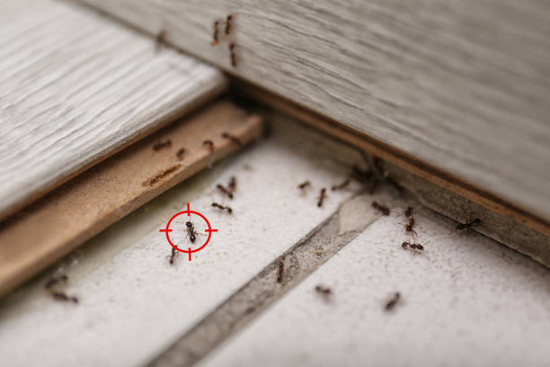 Best Flea Control Services  in Farmington, PA